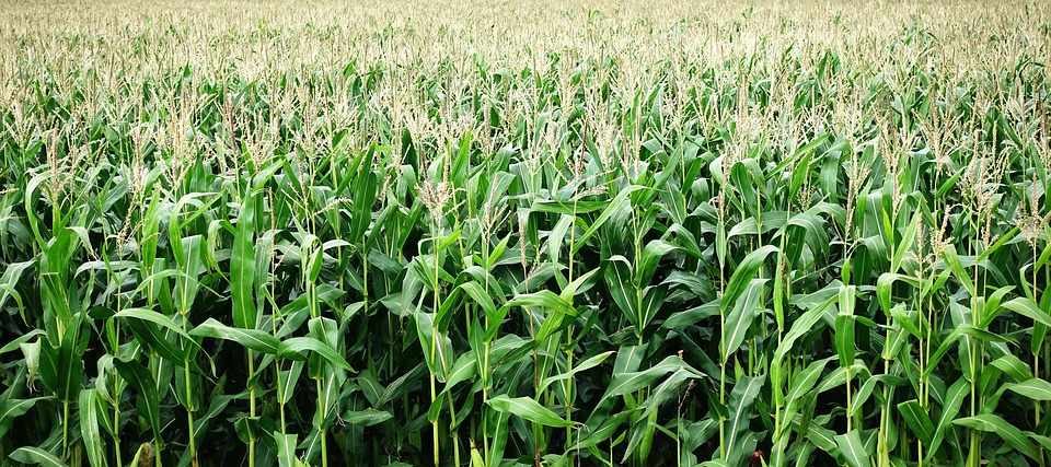 rows of maize plants