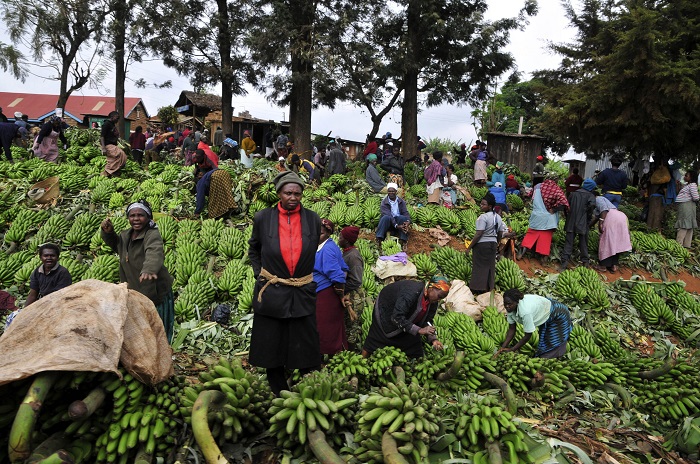 farmers inspect crops