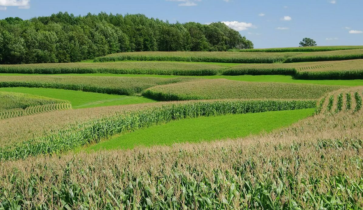 a grain farm 