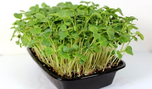 Grow Your Own Food