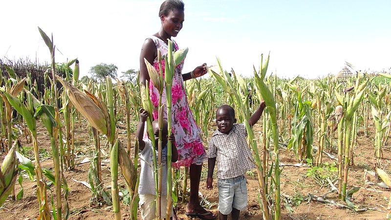 MAIZE FARM AFRICA