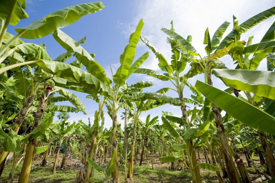 PLANTAINS ON A FARM