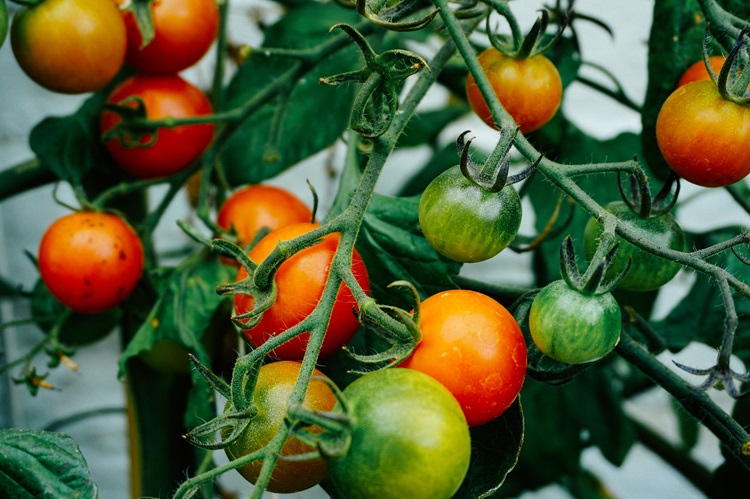 TOMATOES ON A PLANT recipes with recipes