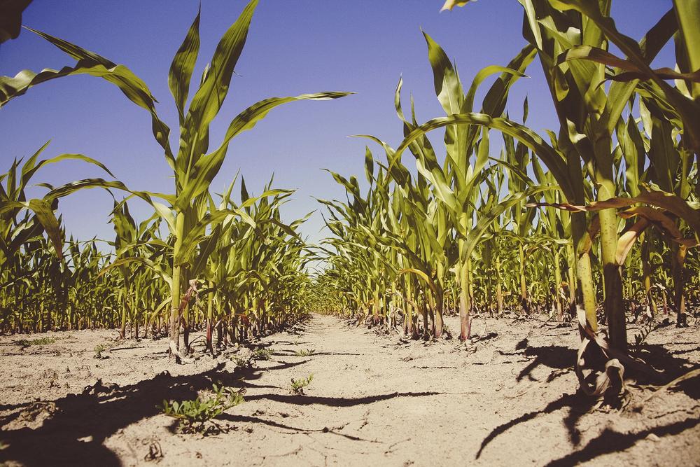 maize-farm-crops-food-recipes-today