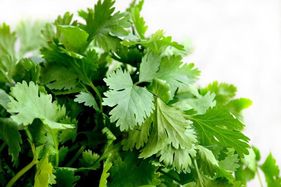 a bunch of cilantro leaves
