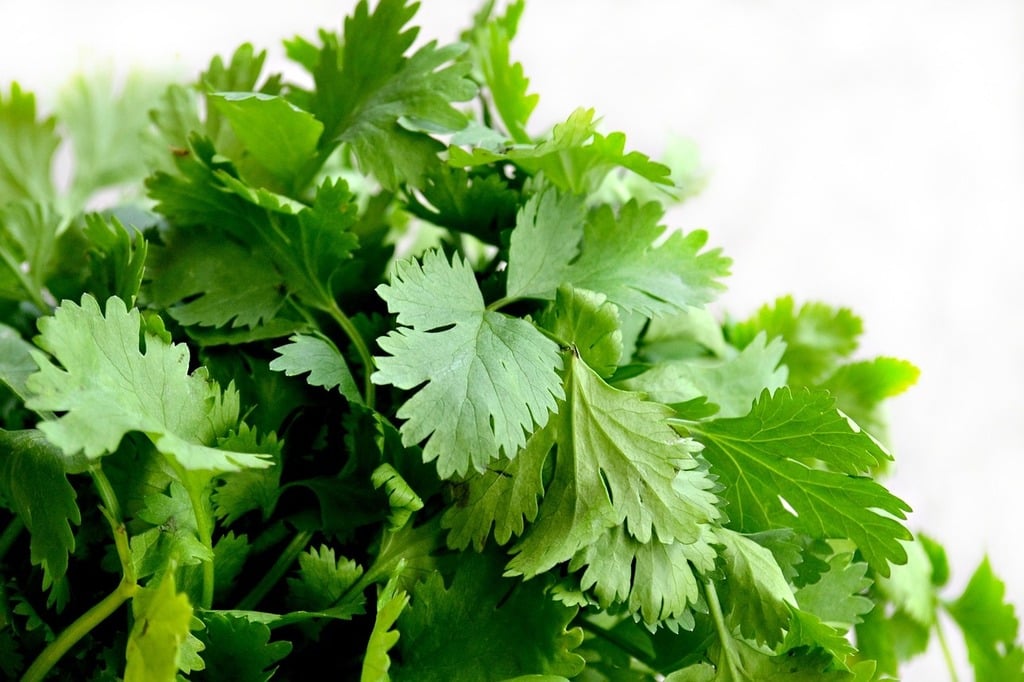 clantro leaves in food today