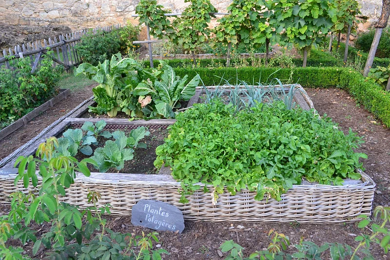 vegetables in a garden