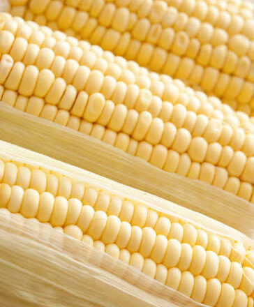How to understand the gluten in cornmeal